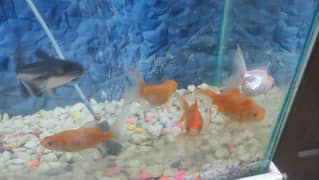 6 gold fish   1 shark + Aquarium + oxygen set