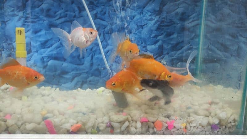 6 gold fish   1 shark + Aquarium + oxygen set 2