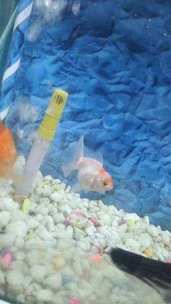 6 gold fish   1 shark + Aquarium + oxygen set 3