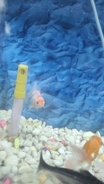 6 gold fish   1 shark + Aquarium + oxygen set 4