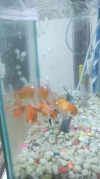 6 gold fish   1 shark + Aquarium + oxygen set 7