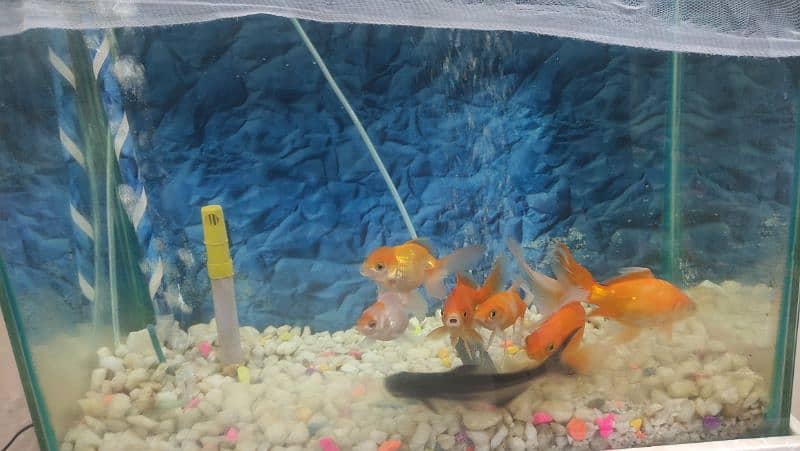 6 gold fish   1 shark + Aquarium + oxygen set 9