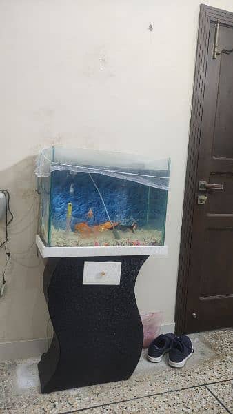 6 gold fish   1 shark + Aquarium + oxygen set 10