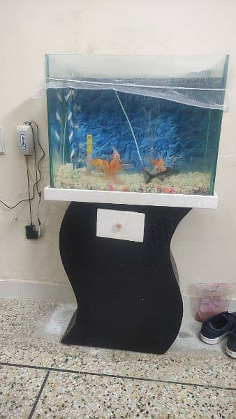 6 gold fish   1 shark + Aquarium + oxygen set 12