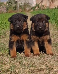 German Shepherd double coat male female available for sale