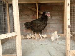 lasani aseel murgi and chick for sale