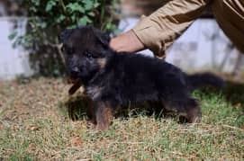 German Shepherd extreme quality long coat puppies available
