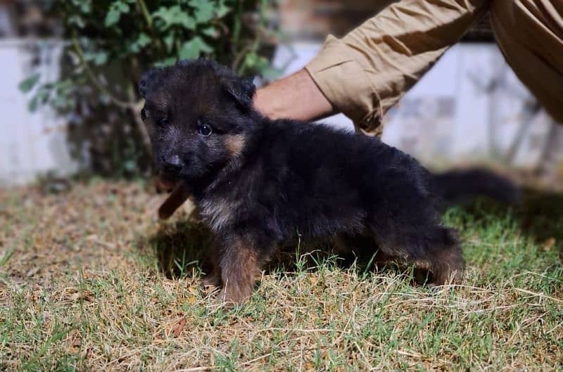 German Shepherd extreme quality long coat puppies available 0