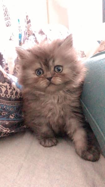 Punch Face Tripple Coated Persian Kitten 1