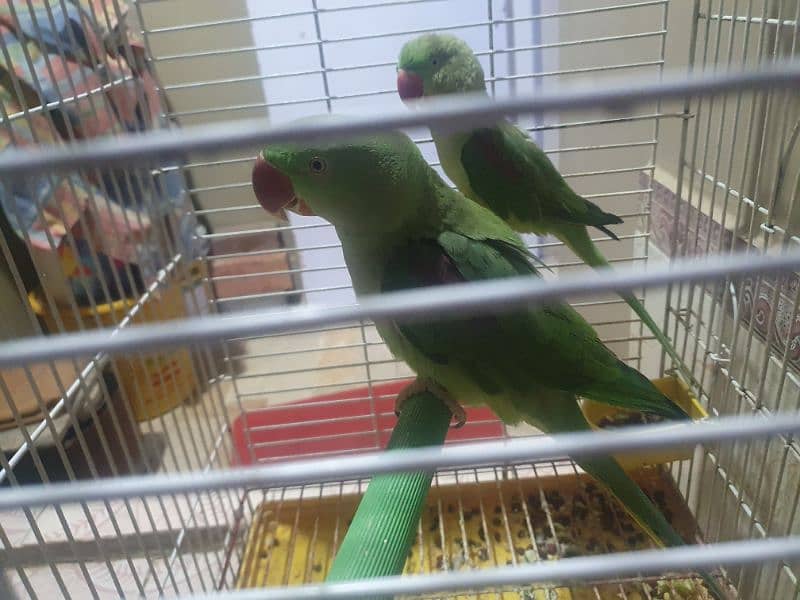 Raw parrots 2