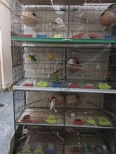 love birds breeding pairs