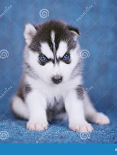 Husky puppies blue eye 35000 final price