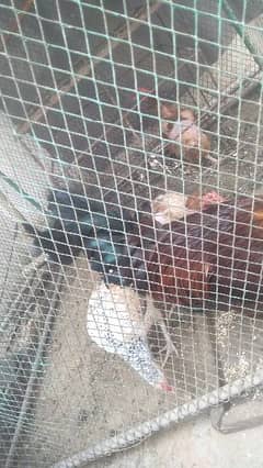 hen cage and 4 aseel murgiyan 0