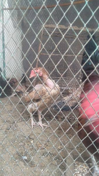 hen cage and 4 aseel murgiyan 1