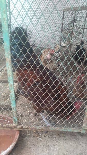 hen cage and 4 aseel murgiyan 8