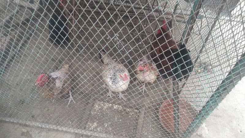 hen cage and 4 aseel murgiyan 9