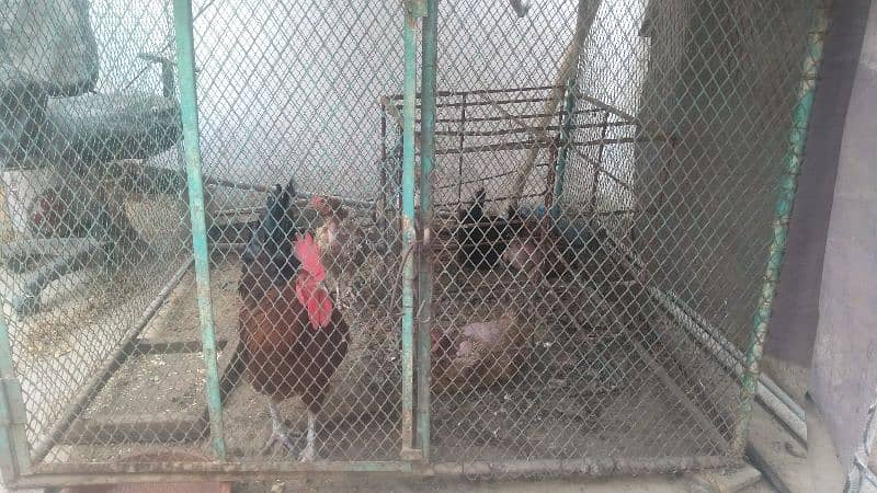hen cage and 4 aseel murgiyan 11