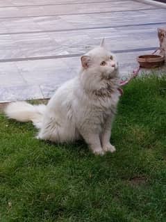 Young Male Persian Cat Tripple Coat