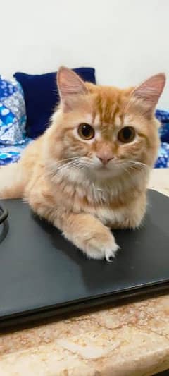 Persian male cate for sale 0