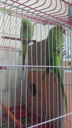 Adult pair of Green Ringneck