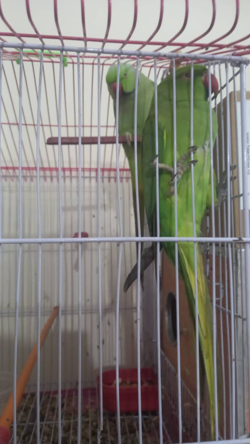 Adult pair of Green Ringneck 1