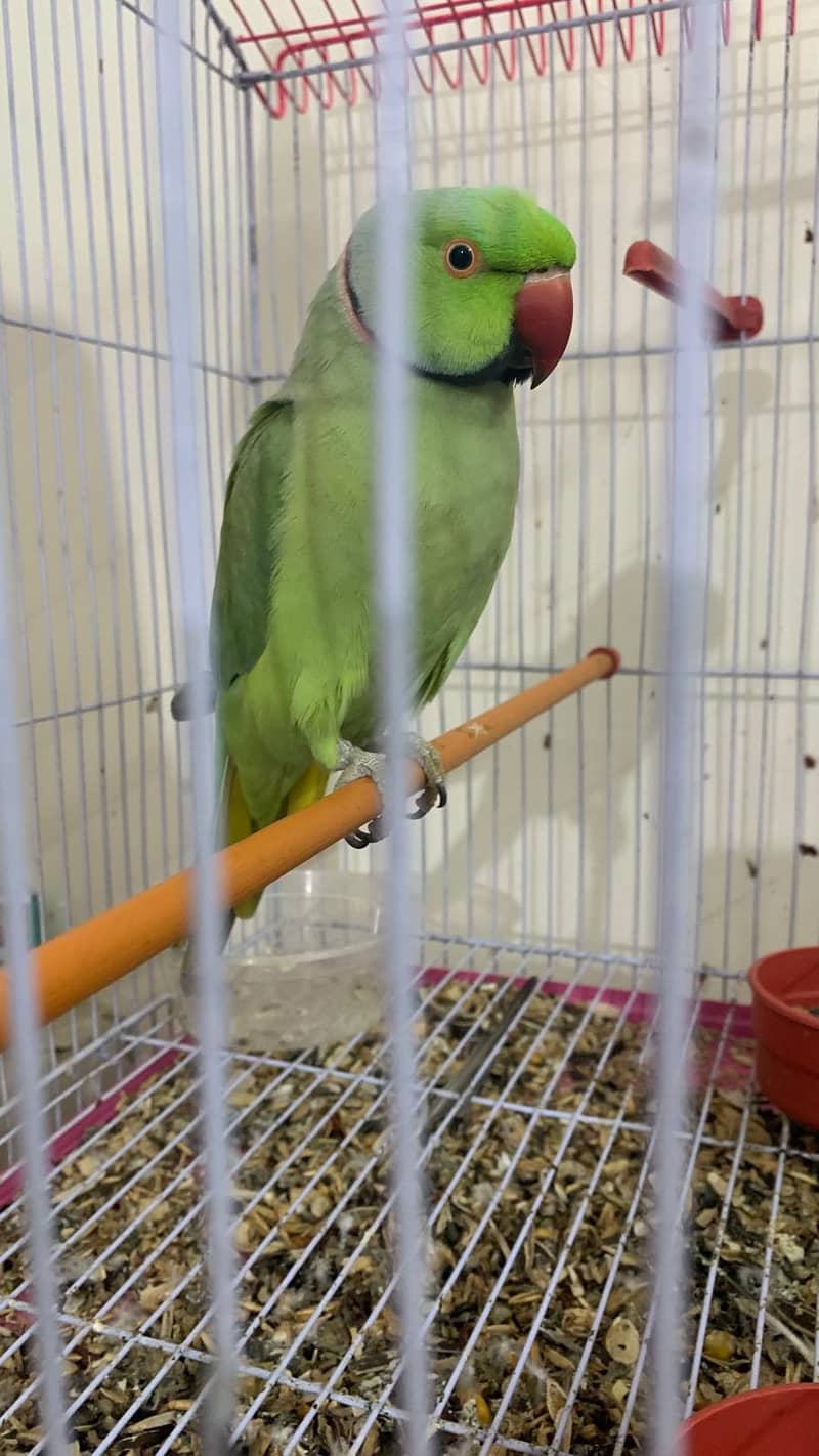 Adult pair of Green Ringneck 2