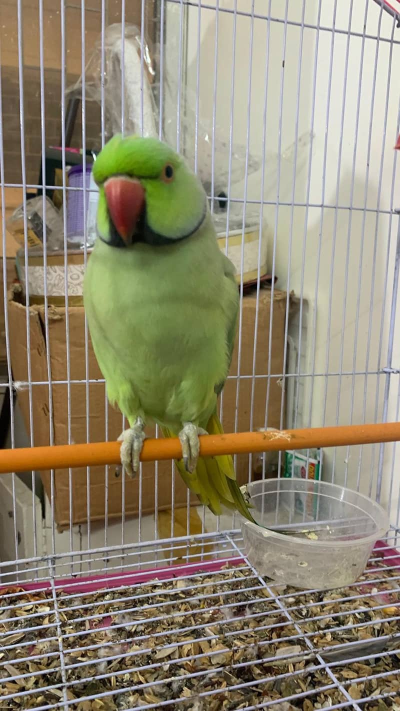Adult pair of Green Ringneck 3