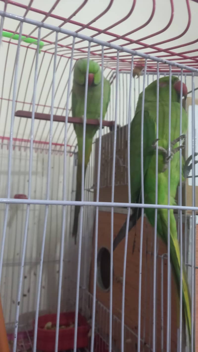 Adult pair of Green Ringneck 9