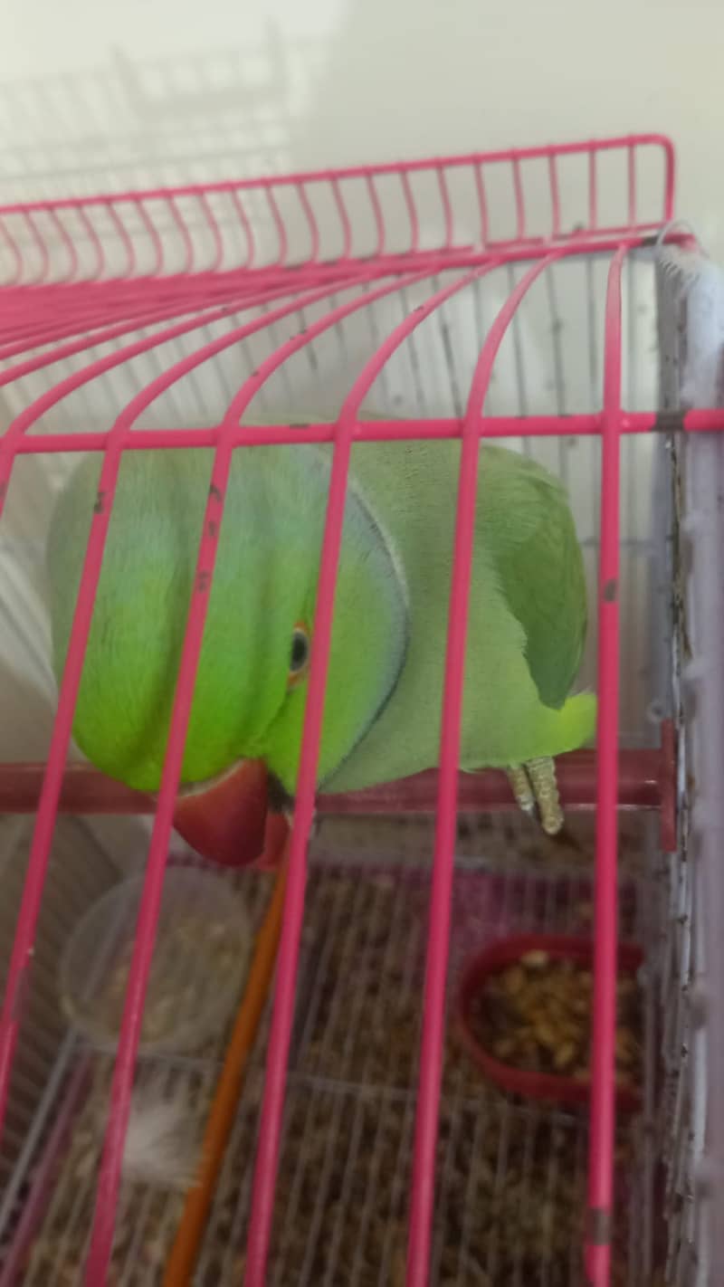 Adult pair of Green Ringneck 10