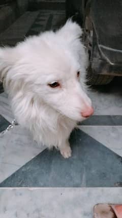 Russian pink nose pista dog