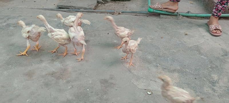 Heera Aseel chicks 1