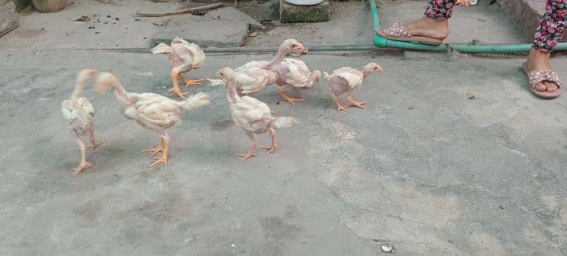 Heera Aseel chicks 2