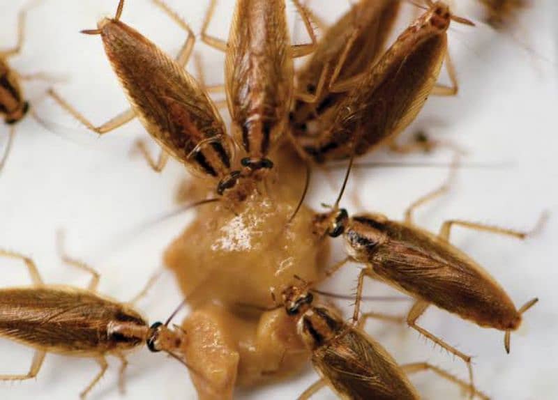Termite fumigation treatment termite drilling all pests control expert 4