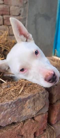 gultair dog white pink nose full friendly