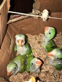 Alexandarine Parakeet Kashmiri Pahadi chicks Alexander Pahari chicks