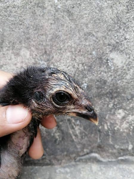 eggs or chicks ganoi Madagascar aseel 0 3 0 4 4 6 7 5 6 7 9 5