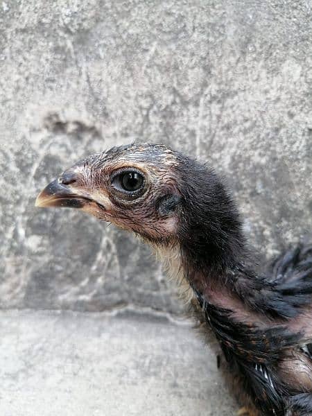 eggs or chicks ganoi Madagascar aseel 0 3 0 4 4 6 7 5 6 7 9 8