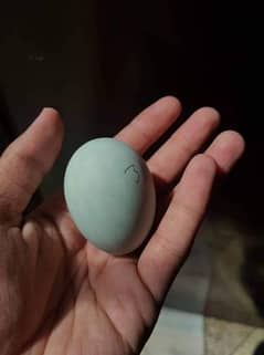 Cream Legbar blue fertile eggs