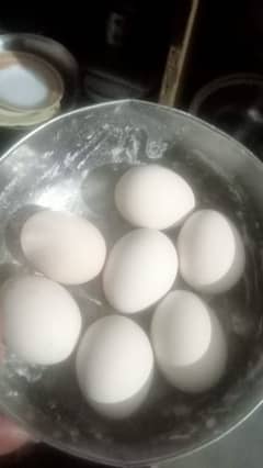 chikes or eggs available ganoi Madagascar aseel 0 3 0 4 4 6 7 5 6 7 9