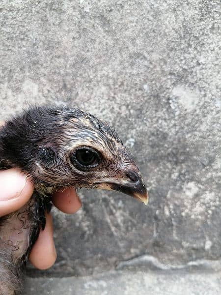 eggs or chicks ganoi Madagascar aseel 0 3 0 4 4 6 7 5 6 7 9 6