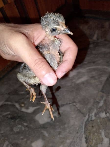 eggs or chicks ganoi Madagascar aseel 0 3 0 4 4 6 7 5 6 7 9 16