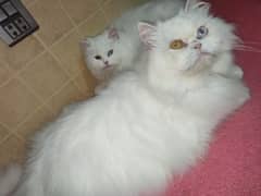 beautiful Persian cats
