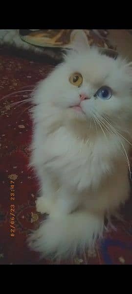 beautiful Persian cats 0