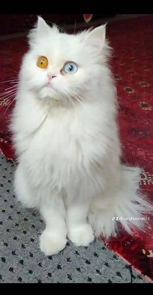 beautiful Persian cats 1