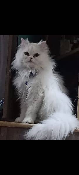 beautiful Persian cats 2