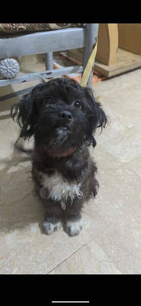 Shihtzu/ poodle female puppy for sale 4