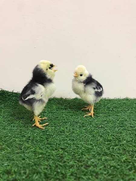 polish pair and chicks and more fancy hens 5