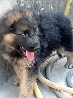 German Shepherd Long Coat Puppy for Sale 0