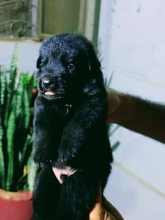 German shepherd puppy pedigreed