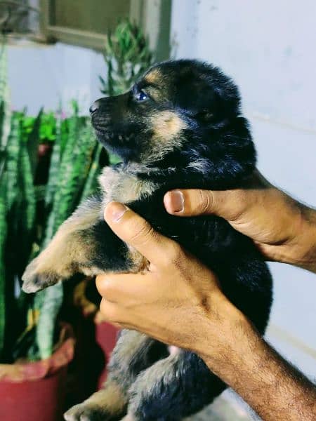 German shepherd puppy pedigreed black ,black and tan 2